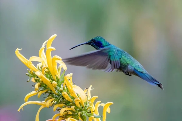 哥斯达黎加的绿紫耳鸟 Colibri Thalassinus 在绿色背景下独立飞行 — 图库照片