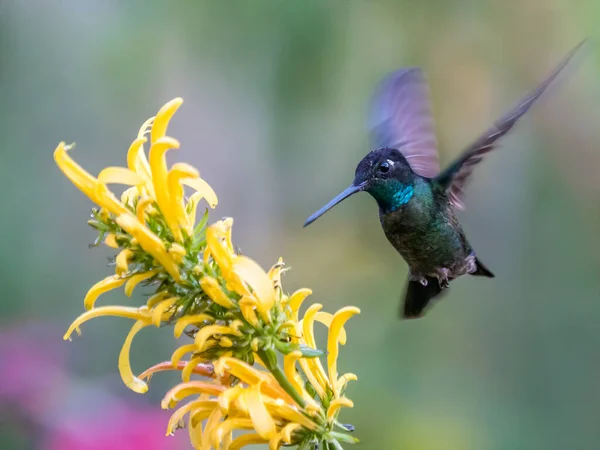 Zielone Fioletowo Ucho Colibri Thalassinus Koliber Locie Odizolowany Zielonym Tle — Zdjęcie stockowe