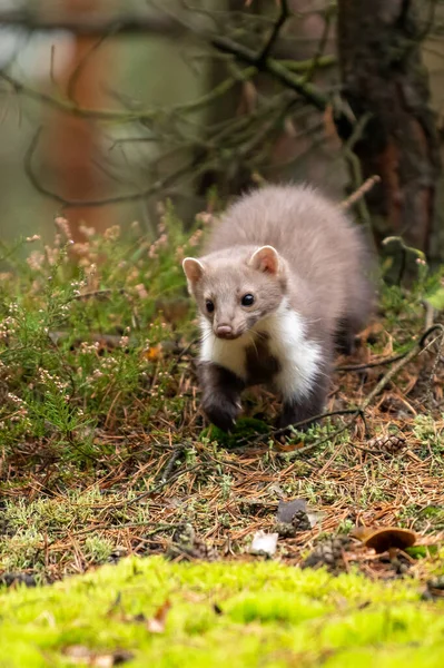 Europæisk Fyrretræ Marten Marten Marten Søger Efter Mad - Stock-foto