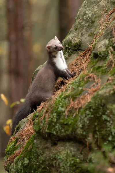 European Pine Marten Marten Marten Searching Food — Stock Photo, Image