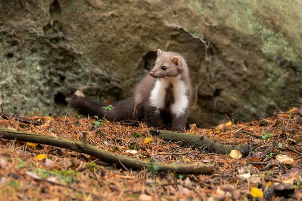 European Pine Marten Marten Marten Searching Food — Stock Photo, Image