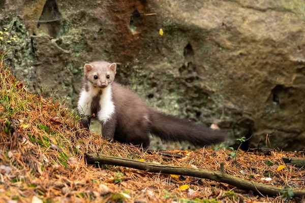 European Pine Marten Marten Marten Searching Food — Stock Photo, Image