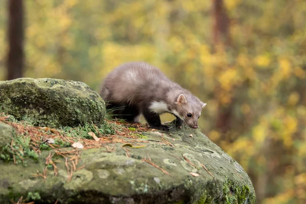 Marta Pino Europea Marten Marten Buscando Alimentos — Foto de Stock