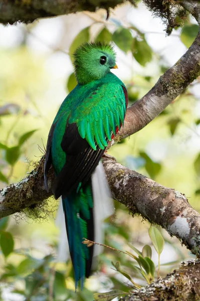 Resplandecente Quetzal Pharomachrus Mocinno Savegre Costa Rica Com Floresta Verde — Fotografia de Stock
