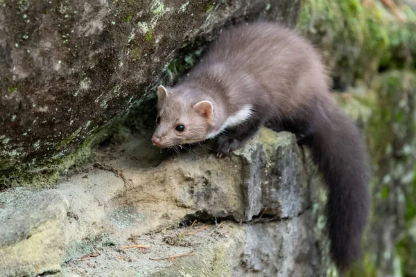 Marta Pino Europea Marten Marten Buscando Alimentos — Foto de Stock