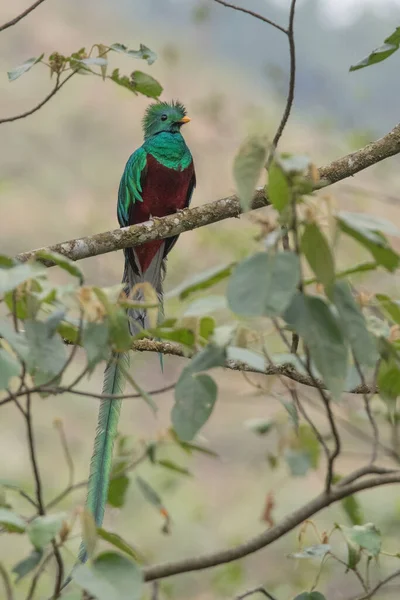 Quetzal Pharomachrus Mocinno Savegre Costa Rica Mit Grünem Wald Hintergrund — Stockfoto
