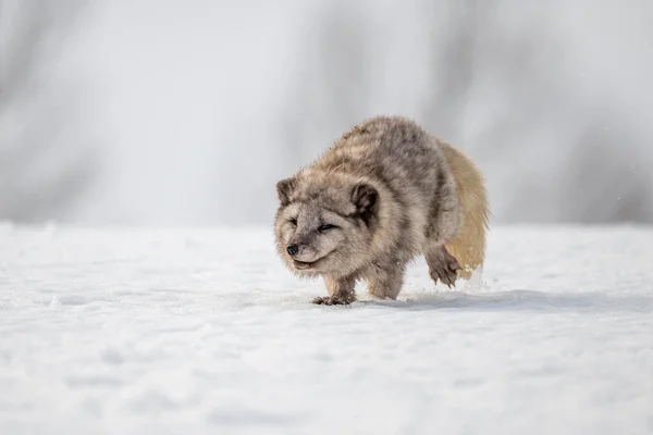 Beautiful arctic fox, standing on a hill in the snow, winter, Canada