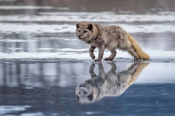 Beautiful arctic fox, standing on a hill in the snow, winter, Canada