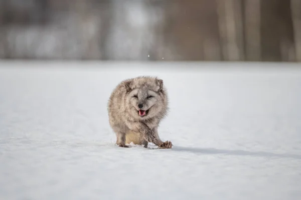 Beautiful Arctic Fox Standing Hill Snow Winter Canada — Stock Photo, Image