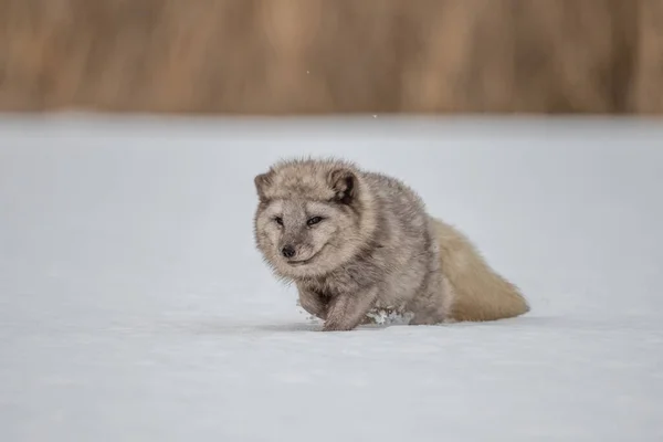 Beautiful arctic fox, standing on a hill in the snow, winter, Canada