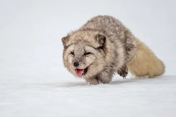 Beautiful arctic fox, standing on a hill in the snow, winter, Canada