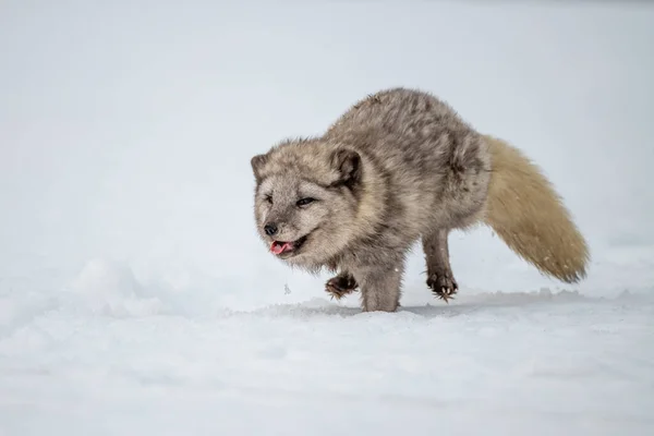 Gyönyörű Sarki Róka Álló Dombon Hóban Tél Kanada — Stock Fotó