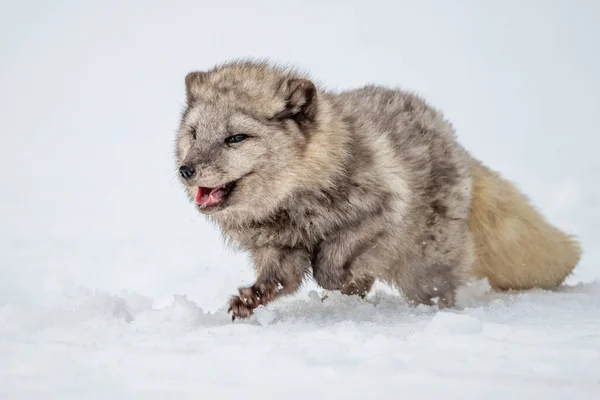 Beautiful arctic fox, standing on a hill in the snow, winter, Canada