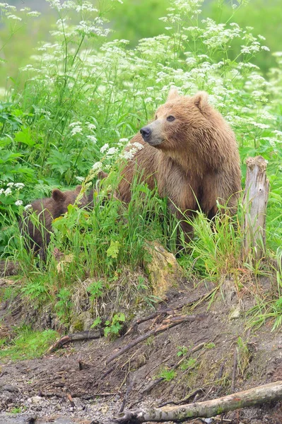 Governando Paisagem Ursos Pardos Kamchatka Ursus Arctos Beringianus — Fotografia de Stock