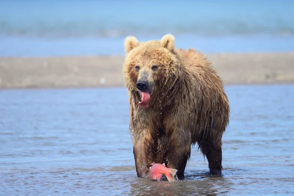 Governando Paisagem Ursos Pardos Kamchatka Ursus Arctos Beringianus — Fotografia de Stock