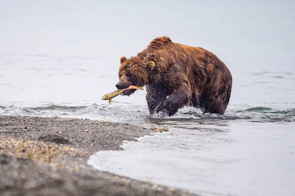 Governando Paisagem Ursos Pardos Kamchatka Ursus Arctos Beringianus — Fotografia de Stock