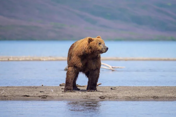 Governando Paisagem Ursos Pardos Kamchatka Ursus Arctos Beringianus — Fotografia de Stock