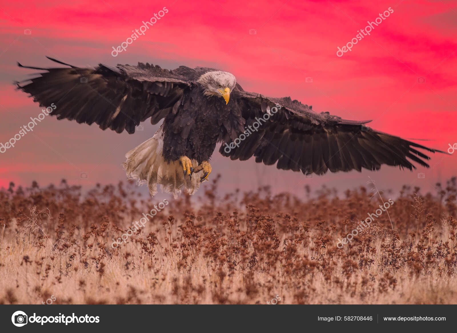 Hermoso Águila Calva Vuelo Atardecer Usa: fotografía de stock © riverriver  #582708446 | Depositphotos