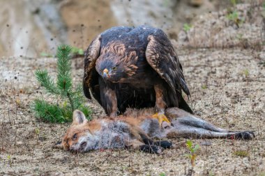Altın kartal, aquila chrysaetos, ölü bir tilkinin üzerinde duruyor ve sonbahar doğasında parlamasıyla besleniyor. Vahşi yırtıcı kuş, sonbahar doğasında bulanık bir arka planla kuru bir çimenlikte avın parçalarını koparır..