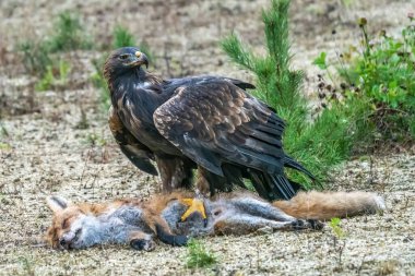 Altın kartal, aquila chrysaetos, ölü bir tilkinin üzerinde duruyor ve sonbahar doğasında parlamasıyla besleniyor. Vahşi yırtıcı kuş, sonbahar doğasında bulanık bir arka planla kuru bir çimenlikte avın parçalarını koparır..
