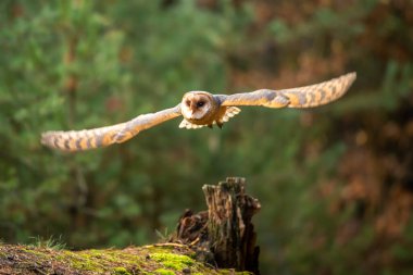 Barn Owl sonbahar ormanı içinde güdük oturmak-Tyto Alba
