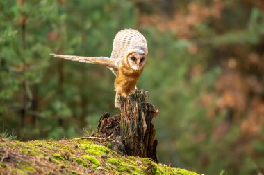 Barn Owl sonbahar ormanı içinde güdük oturmak-Tyto Alba