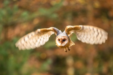 Barn Owl sonbahar ormanı içinde güdük oturmak-Tyto Alba