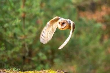 Barn Owl sonbahar ormanı içinde güdük oturmak-Tyto Alba