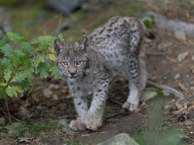 Ağaç gövdesi ile yeşil orman Lynx. Doğadan yaban hayatı sahne. Bayağı vaşak, hayvan davranış habitat içinde oynamaya. Almanya'dan vahşi kedi. Ağaçların arasında vahşi Bobcat