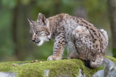 Ağaç gövdesi ile yeşil orman Lynx. Doğadan yaban hayatı sahne. Bayağı vaşak, hayvan davranış habitat içinde oynamaya. Almanya'dan vahşi kedi. Ağaçların arasında vahşi Bobcat