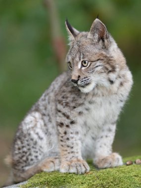 Ağaç gövdesi ile yeşil orman Lynx. Doğadan yaban hayatı sahne. Bayağı vaşak, hayvan davranış habitat içinde oynamaya. Almanya'dan vahşi kedi. Ağaçların arasında vahşi Bobcat