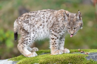 Ağaç gövdesi ile yeşil orman Lynx. Doğadan yaban hayatı sahne. Bayağı vaşak, hayvan davranış habitat içinde oynamaya. Almanya'dan vahşi kedi. Ağaçların arasında vahşi Bobcat