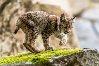 Ağaç gövdesi ile yeşil orman Lynx. Doğadan yaban hayatı sahne. Bayağı vaşak, hayvan davranış habitat içinde oynamaya. Almanya'dan vahşi kedi. Ağaçların arasında vahşi Bobcat