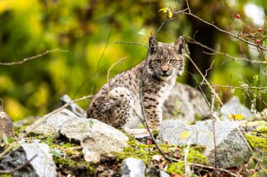 Ağaç gövdesi ile yeşil orman Lynx. Doğadan yaban hayatı sahne. Bayağı vaşak, hayvan davranış habitat içinde oynamaya. Almanya'dan vahşi kedi. Ağaçların arasında vahşi Bobcat