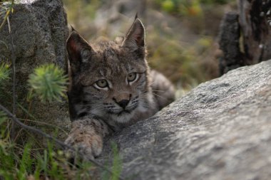 Ağaç gövdesi ile yeşil orman Lynx. Doğadan yaban hayatı sahne. Bayağı vaşak, hayvan davranış habitat içinde oynamaya. Almanya'dan vahşi kedi. Ağaçların arasında vahşi Bobcat