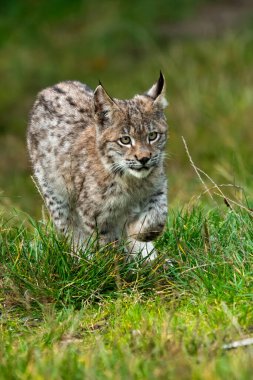 Ağaç gövdesi ile yeşil orman Lynx. Doğadan yaban hayatı sahne. Bayağı vaşak, hayvan davranış habitat içinde oynamaya. Almanya'dan vahşi kedi. Ağaçların arasında vahşi Bobcat