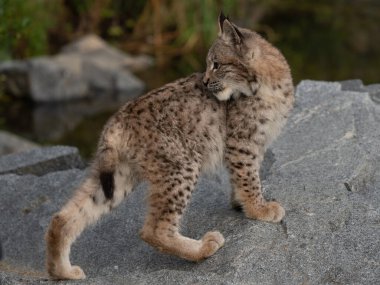 Ağaç gövdesi ile yeşil orman Lynx. Doğadan yaban hayatı sahne. Bayağı vaşak, hayvan davranış habitat içinde oynamaya. Almanya'dan vahşi kedi. Ağaçların arasında vahşi Bobcat