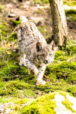 Ağaç gövdesi ile yeşil orman Lynx. Doğadan yaban hayatı sahne. Bayağı vaşak, hayvan davranış habitat içinde oynamaya. Almanya'dan vahşi kedi. Ağaçların arasında vahşi Bobcat