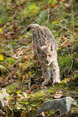 Ağaç gövdesi ile yeşil orman Lynx. Doğadan yaban hayatı sahne. Bayağı vaşak, hayvan davranış habitat içinde oynamaya. Almanya'dan vahşi kedi. Ağaçların arasında vahşi Bobcat