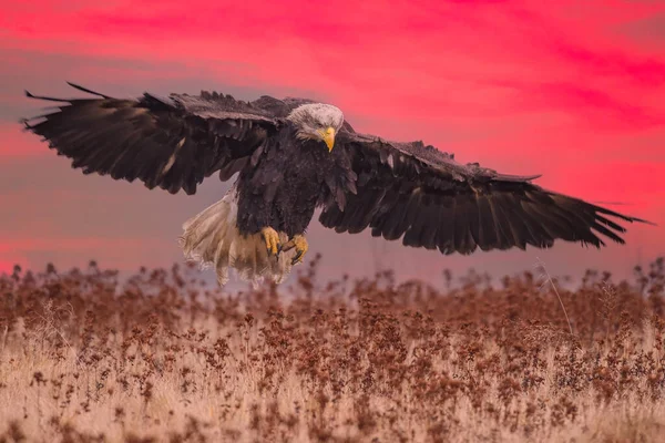 beautiful bald eagle in flight at sunset usa