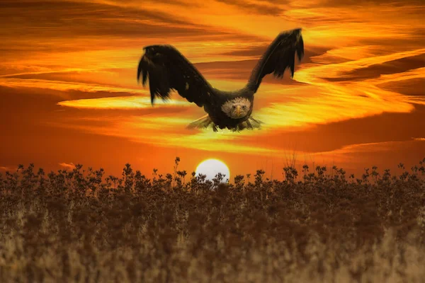 beautiful bald eagle in flight at sunset usa