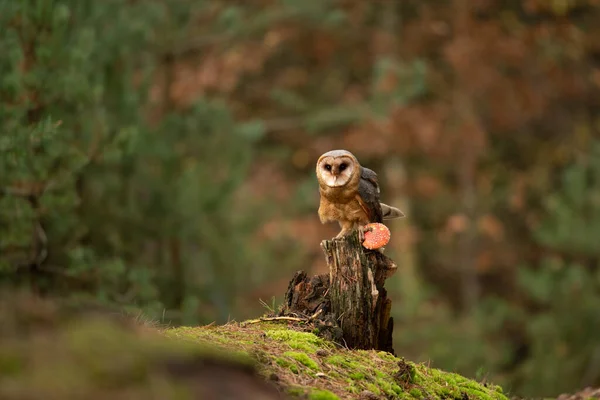 谷仓猫头鹰坐在秋天森林的树桩上 泰托阿尔巴 — 图库照片