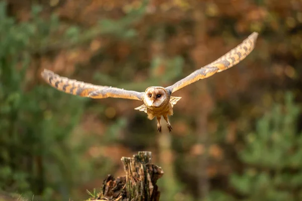 Őszi Bagoly Tyto Alba — Stock Fotó