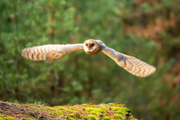 Coruja Celeiro Sentar Toco Floresta Outono Tyto Alba — Fotografia de Stock