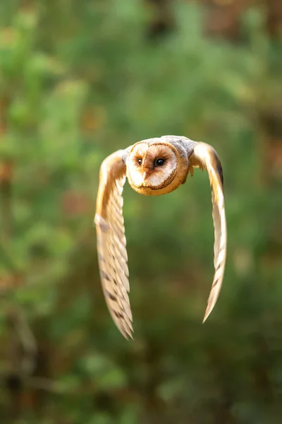 Schleiereule Sitzt Auf Baumstumpf Herbstwald Tyto Alba — Stockfoto