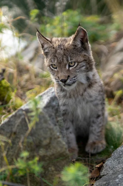 Lince Bosque Verde Con Tronco Árbol Escena Vida Salvaje Naturaleza — Foto de Stock