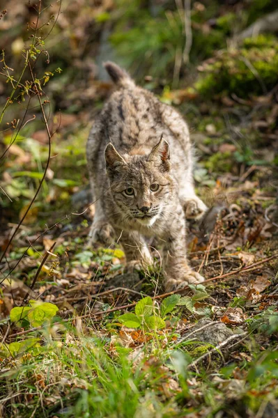 Lince Bosque Verde Con Tronco Árbol Escena Vida Salvaje Naturaleza — Foto de Stock