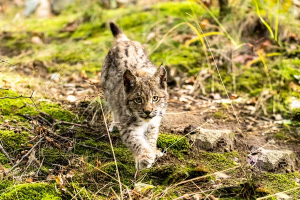 Lince Bosque Verde Con Tronco Árbol Escena Vida Salvaje Naturaleza —  Fotos de Stock