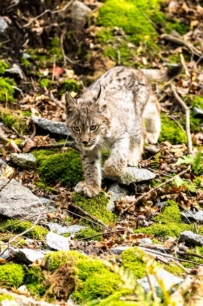 Lynx Törzse Zöld Erdőben Vadon Élő Jelenet Természet Eurázsiai Hiúz — Stock Fotó