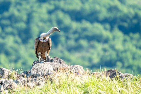 Africano Cabo Abutre Gyps Coprotheres Kruger Parque Nacional África Sul — Fotografia de Stock